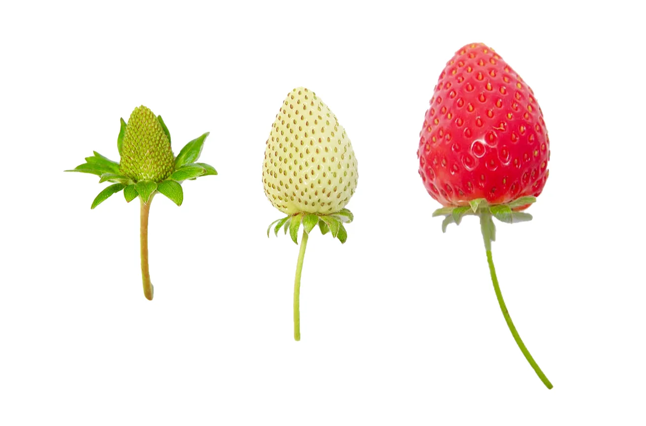 Three strawberries shown at successive stages of ripeness — a metaphor for investing across a company's growth.